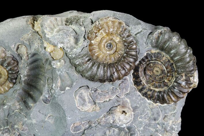 Ammonite (Promicroceras) Cluster - Somerset, England #86226